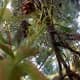 Now that Virginia has her feelers around the branch, this conifer is doomed.