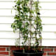 confederate-jasmine-how-to-plant