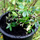 confederate-jasmine-how-to-plant