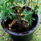confederate-jasmine-how-to-plant