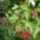 This Amur maple has red and green samaras (seed pods).