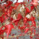 The Amur maple leaves on this tree are turning a deep red in autumn.