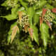 This photo shows flowers thriving on an Amur maple as the leaves begin to turn brown.