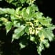 This Amur maple has smaller, yellow samaras.