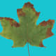 Anthracnose of maple
