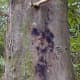 Phytophthora bleeding canker in a beech tree