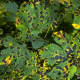 Tar spot on maple leaves