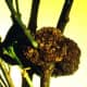 Crown Gall