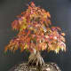 Amur maple as bonsai