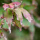 Acer leaf scorch