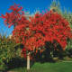 Amur maple as ornamental plant