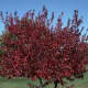 Embers Amur maple