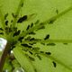 Aphids on maple leaf