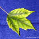Symptoms of Iron chlorosis