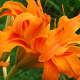 Kwanso Daylily - These are beautiful, but will spread from the roots underground.