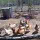 Happy chickens