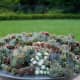 A nice big pot filled with different varieties of succulents looks great on a deck.