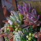 Using contrasting cacti and succulents in planters can immensely brighten your decor.