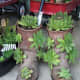 Rather than throw out old boots, recycle them as succulent planters!