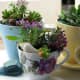 Teacups are a great way to make succulents look fantastic indoors! Don't forget to drill holes in the teacups so the water can drain away. They also come with their own plates for keeping messy muddy water off your benchtops.