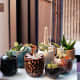 Mixed pots add colour to any room!