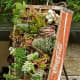 This old Coca-Cola crate has a useful second life as a miniature succulent garden.
