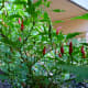 The other pequin pepper plant from the patio garden. This pepper plant has chillies facing upwards.