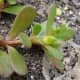 Purslane, an edible weed