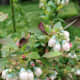 My blueberry bush in bloom in 2013.