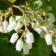 The often underrated, bell-shaped blueberry flowers are delicate, yet beautiful!