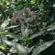 Joe Pye Weed