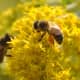 Goldenrod and bees