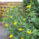 False Sunflower