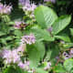 Bee Balm