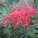 Grevellia "molly"- spider flower- an Australian beauty