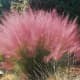 Muhlenbergia capillaris "Lenca"- pink muhly grass.