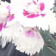 A popular cut for carnation flower species
