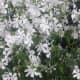 The Native Woodland Phlox Flower