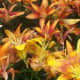 The Bright Asiatic Lily Perennial Flower