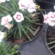 The Popular Garden Pinks Flowers