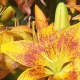 An easy to grow perennial flower species