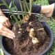 how-to-grow-ginger-plus-its-amazing-health-benefits