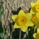Growing Yellow Daffodils from bulbs is so easy and so rewarding year after year. 