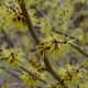 Lighter colored witch hazel flowers blooming in the very early spring, when it is still so cold. 