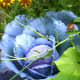 designing-a-color-palette-for-your-edible-landscape