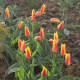 Tulipa kaufmanniana 'Giuseppe Verdi'