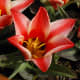 'Pinocchio' Greigii