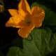 This bush-type squash made a lovely mounding form in the back of the berm.