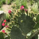 how-to-grow-beautiful-flowers-that-will-flourish-in-dry-conditions