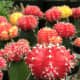 Cactus plants can be beautiful.